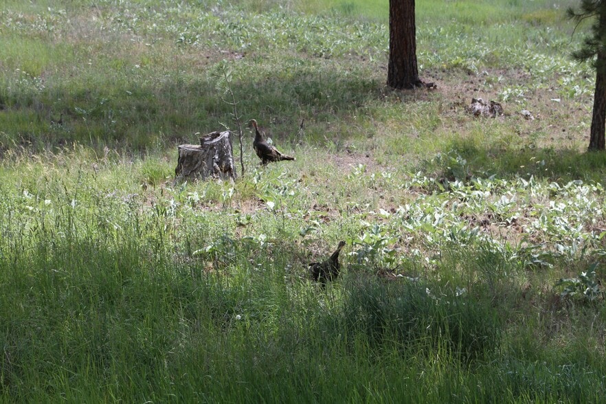 Turkey on the land - 2115 Ridge Ranch Rd