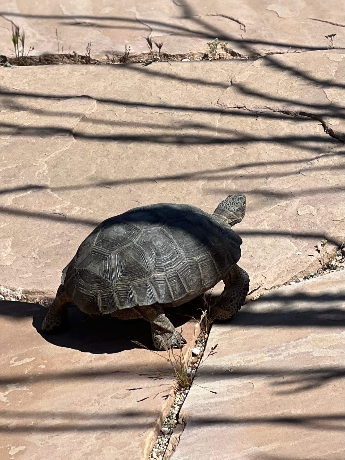 Tortoise Sanctuary - 8080 Sunset Rd