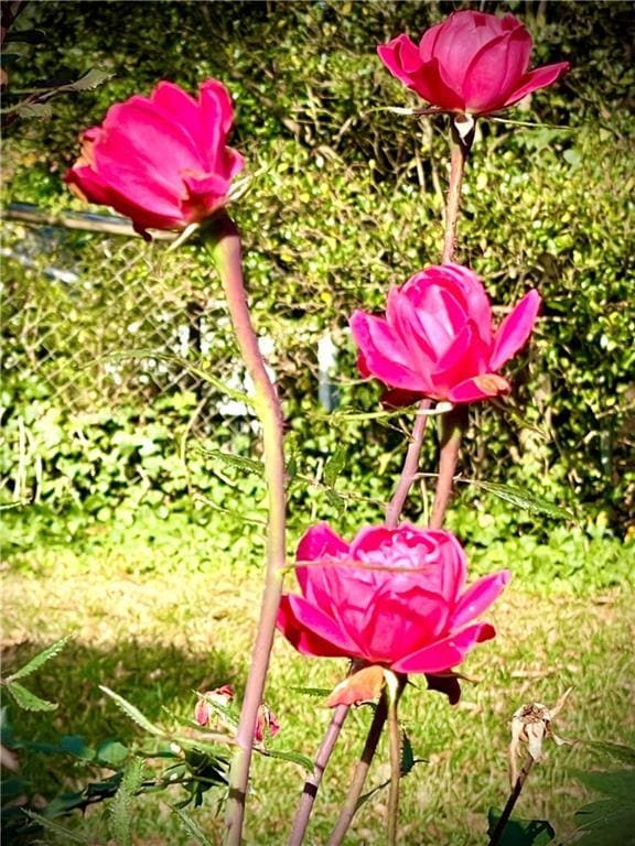 Building Photo - 245 Willow Springs Dr