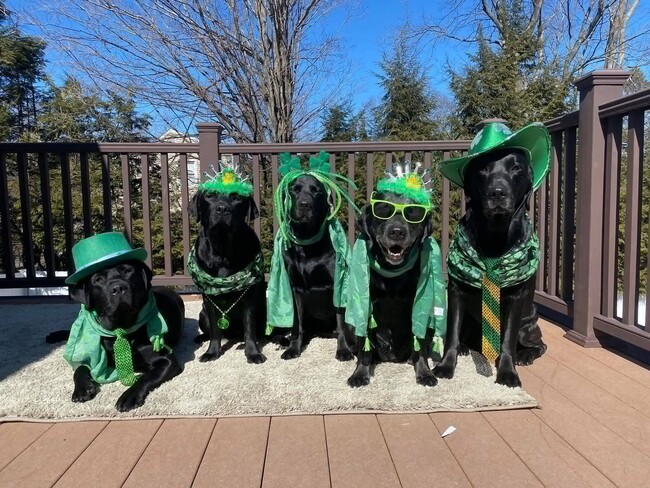 Building Photo - The Only Shenanigans We Allow are the Furry Kind!   Rents always include high speed internet, cab...