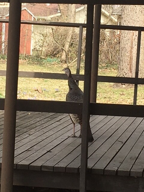 Wildlife Visiting - 1220 Fostoria Ave