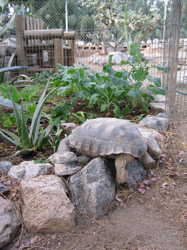 tortoise sanctuary - 21900 Penny Ln