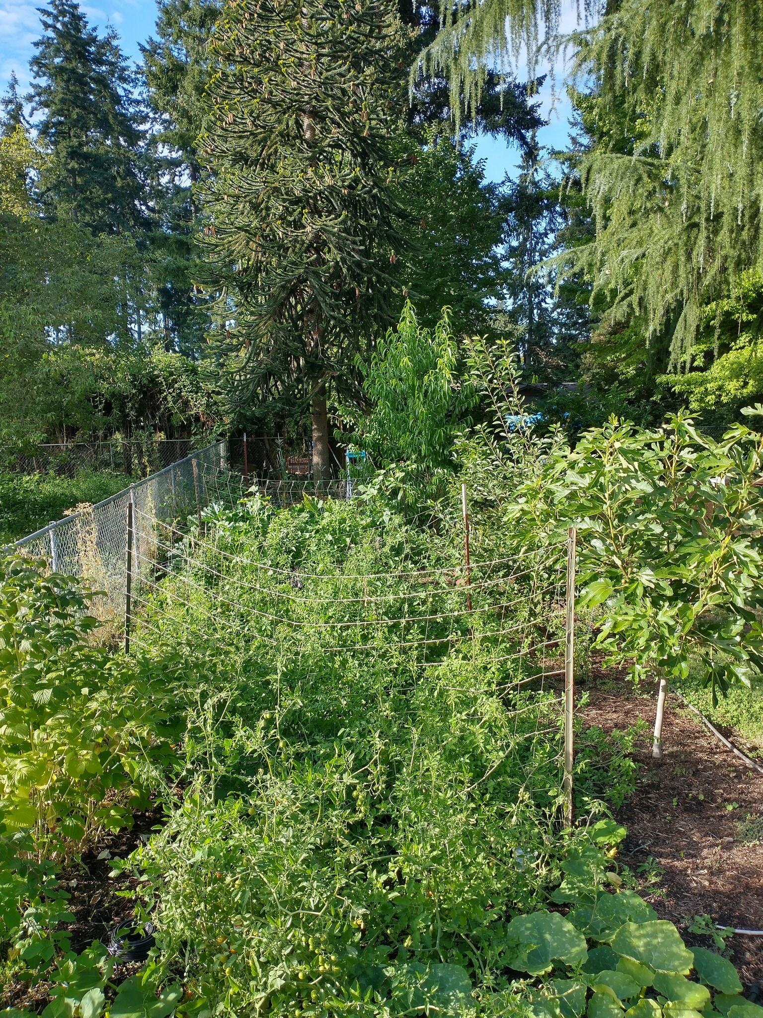 the tomatoes are definitely winning - 200 NW 107th St