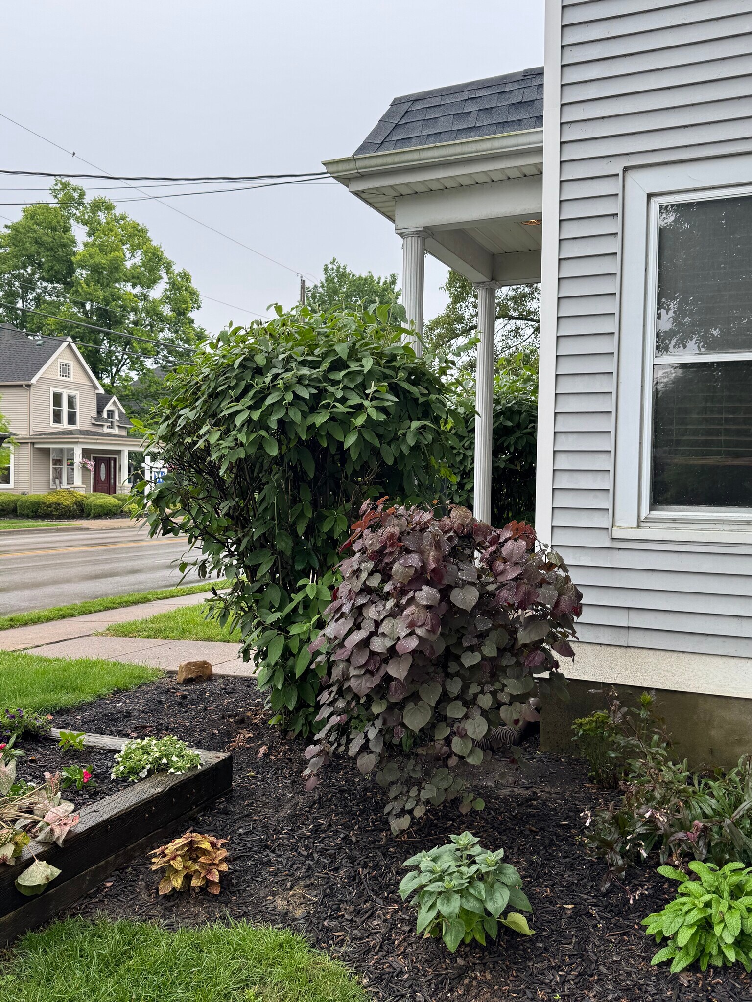 landscape - 439 W Loveland Ave