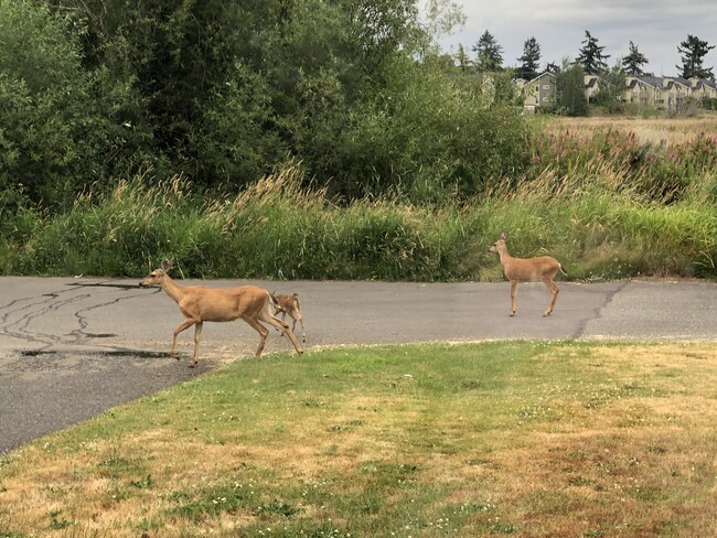 House with view of greenbelt & wildlife - 8310 Woodlawn Ave SW