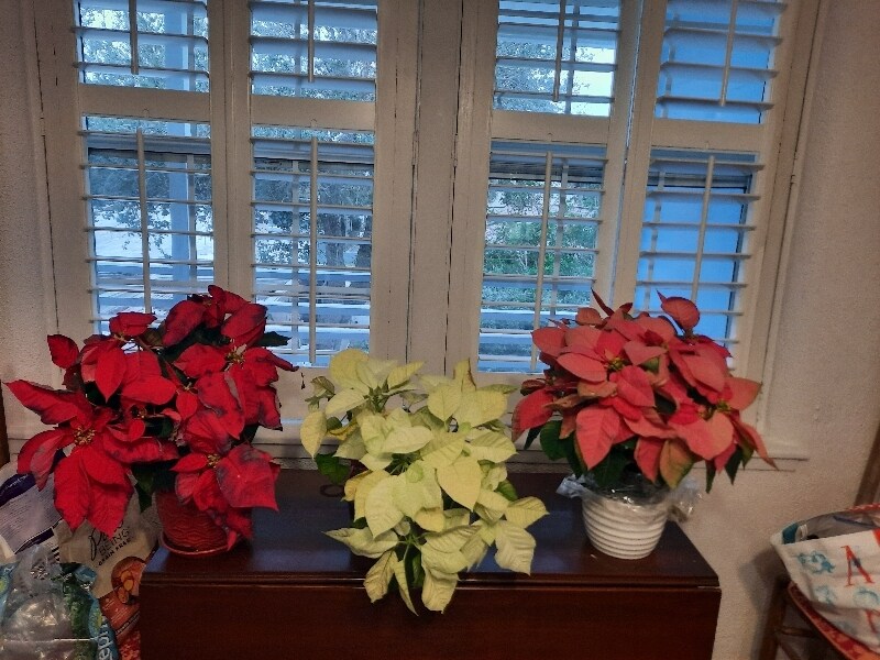 Building Photo - 512 Phoenix Ave