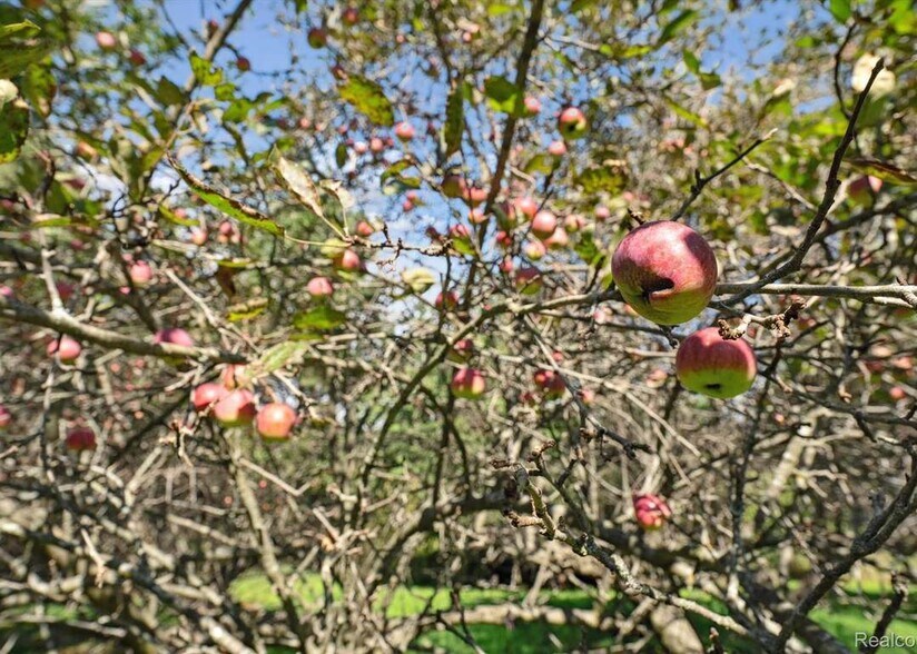Apple orchard! - 4140 Indian Camp Trl