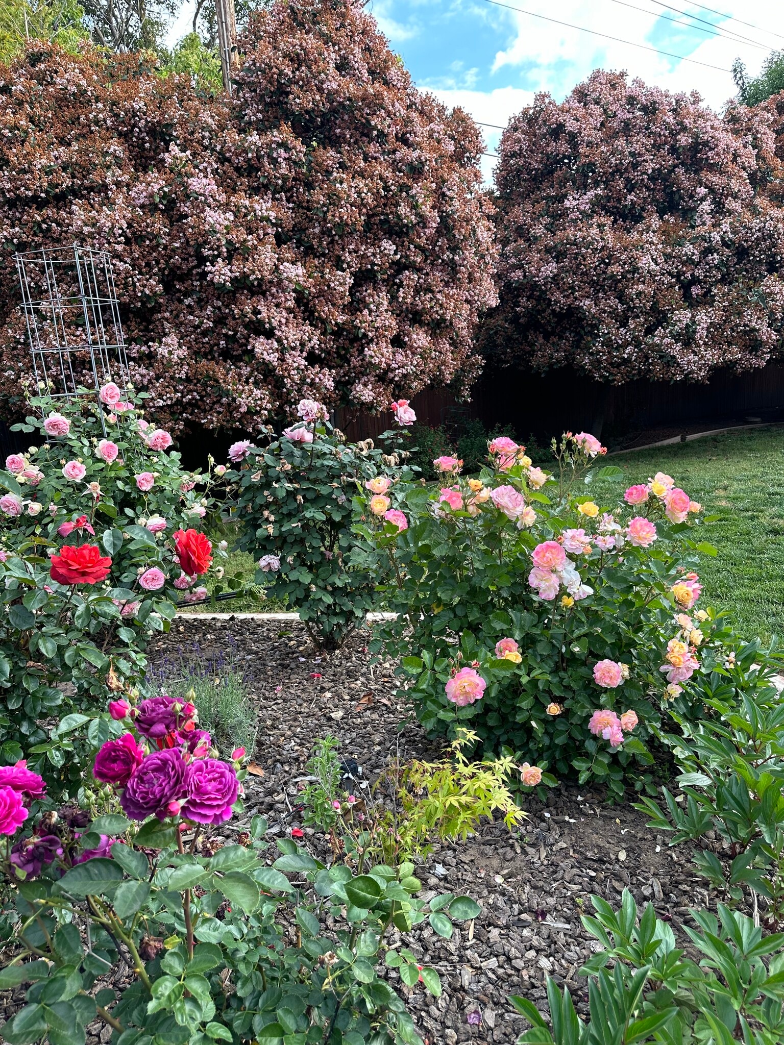 Backyard rose garden - 317 W Banbury Dr