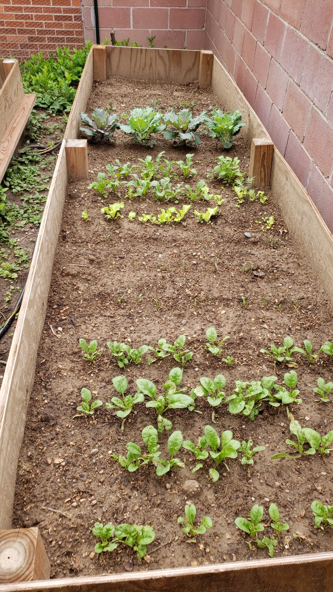 Garden boxes (4 total on the property) - 901 Country Club Ave