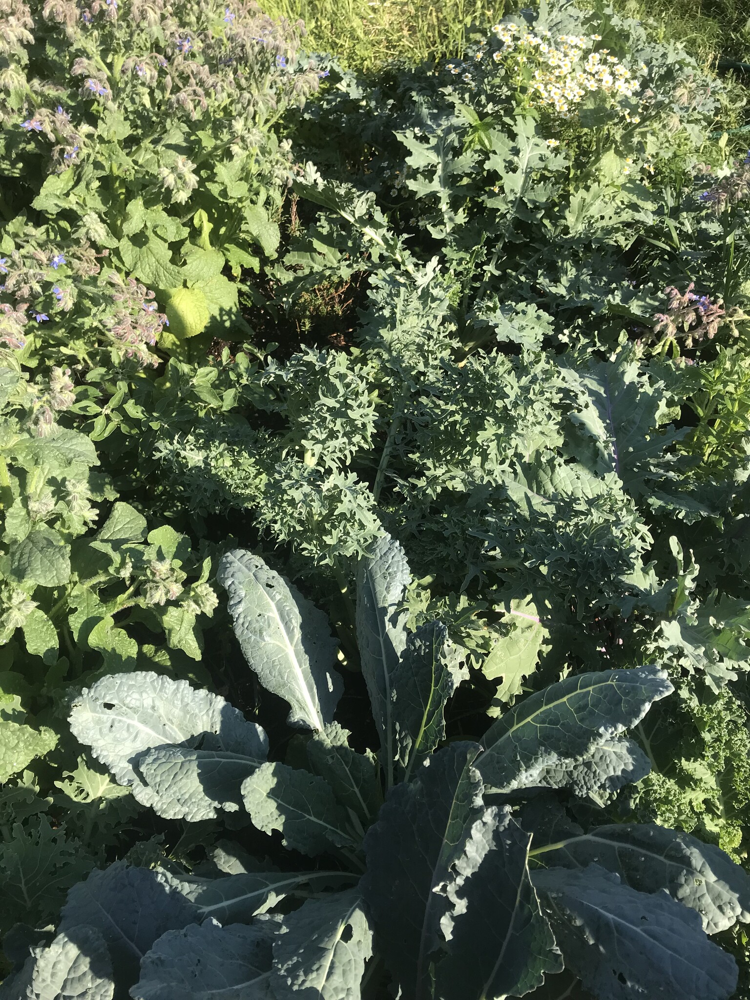 Garden - 630 Chestnut St