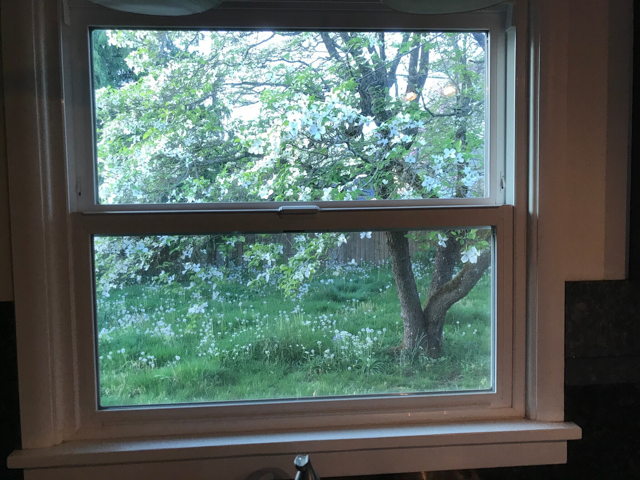 Kitchen window. - 9003 SE Stephens St