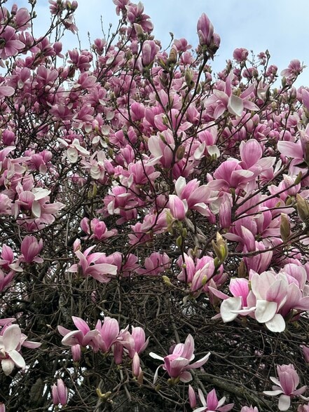 Trees in bloom right down the street! - 445 S 4th St