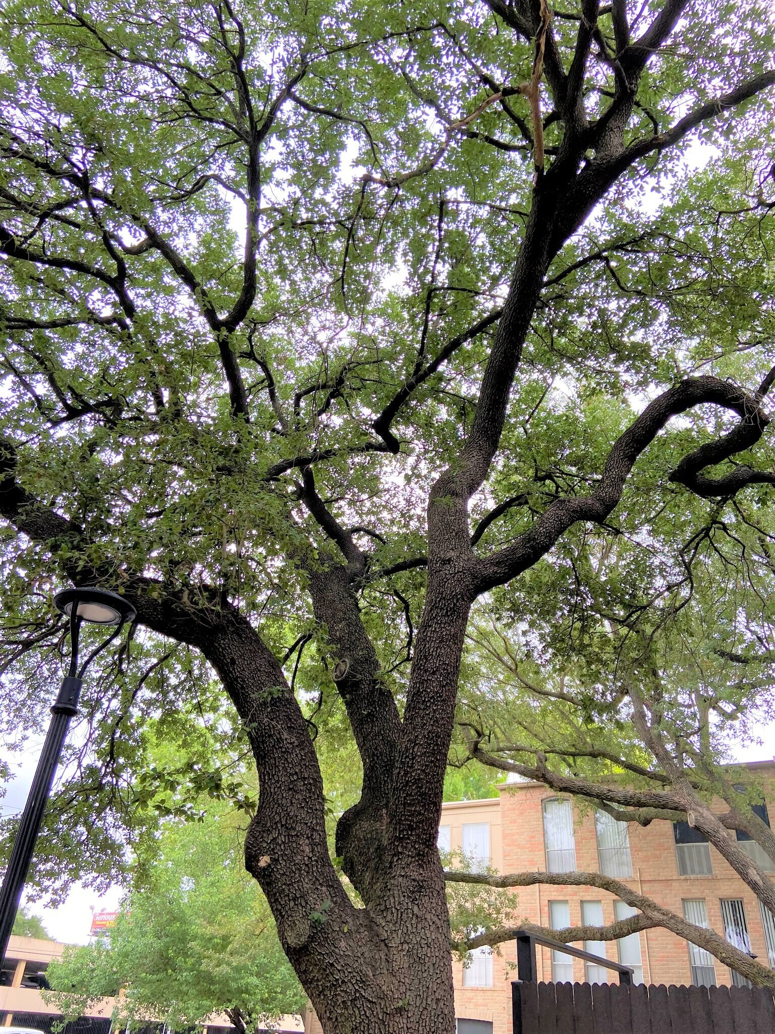 Building Photo - 4643 Wild Indigo St