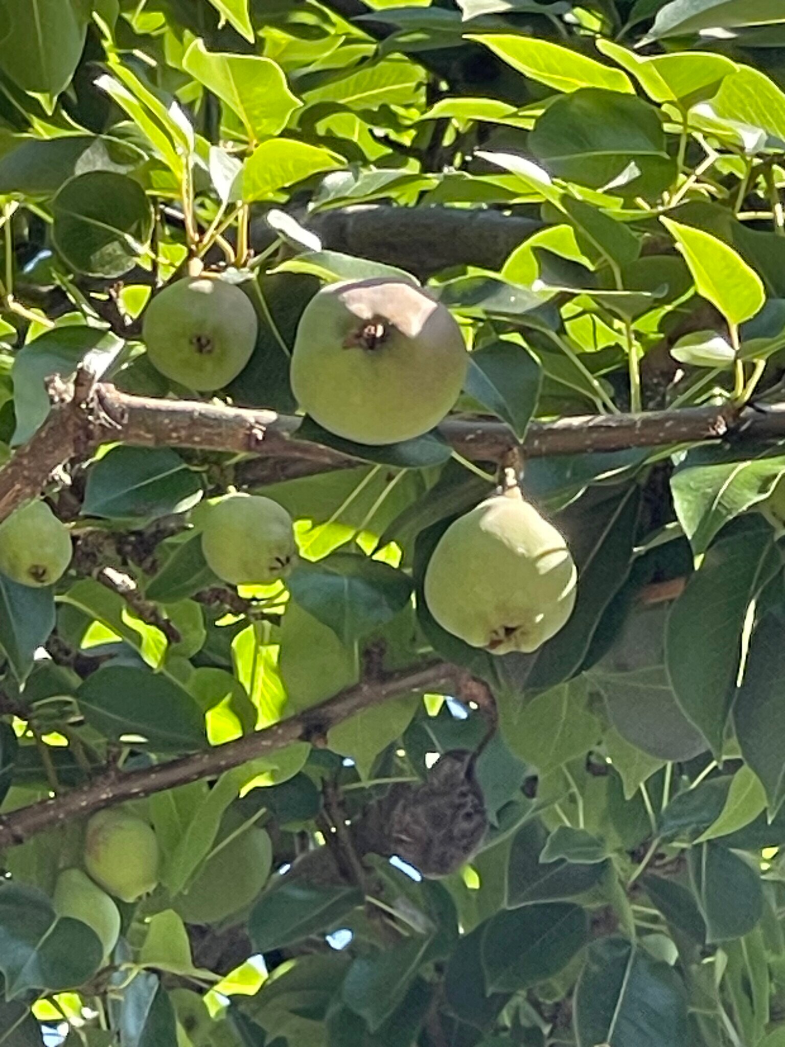 Pear tree - 459 44th St