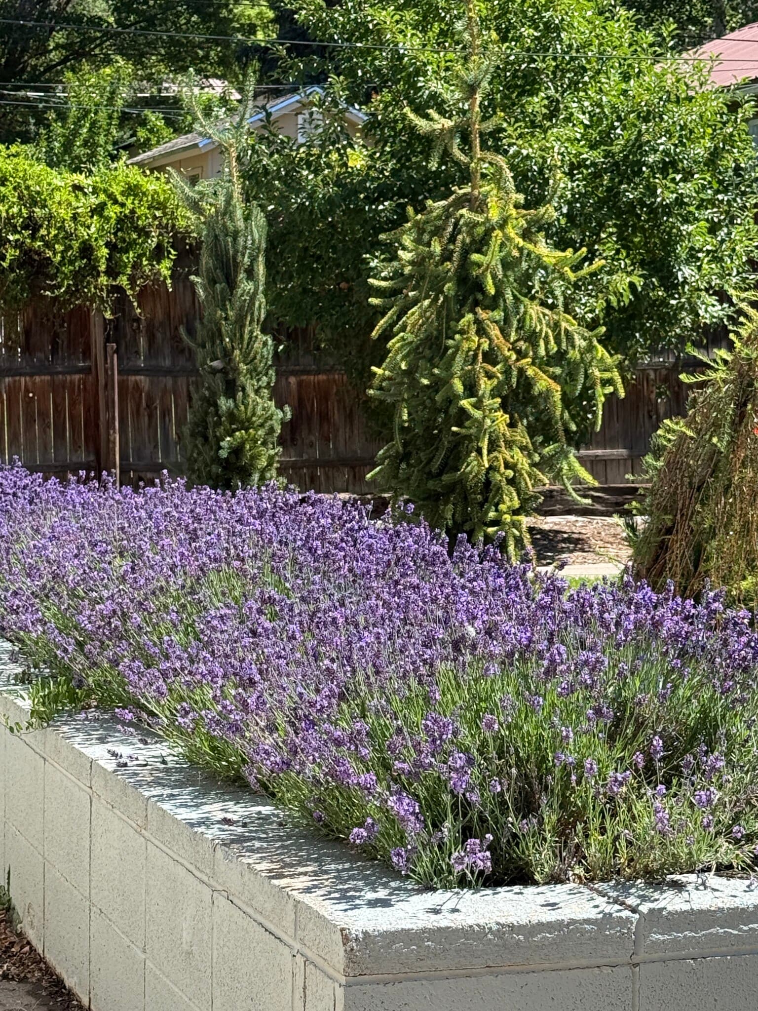 Back yard - 944 E 5th Ave
