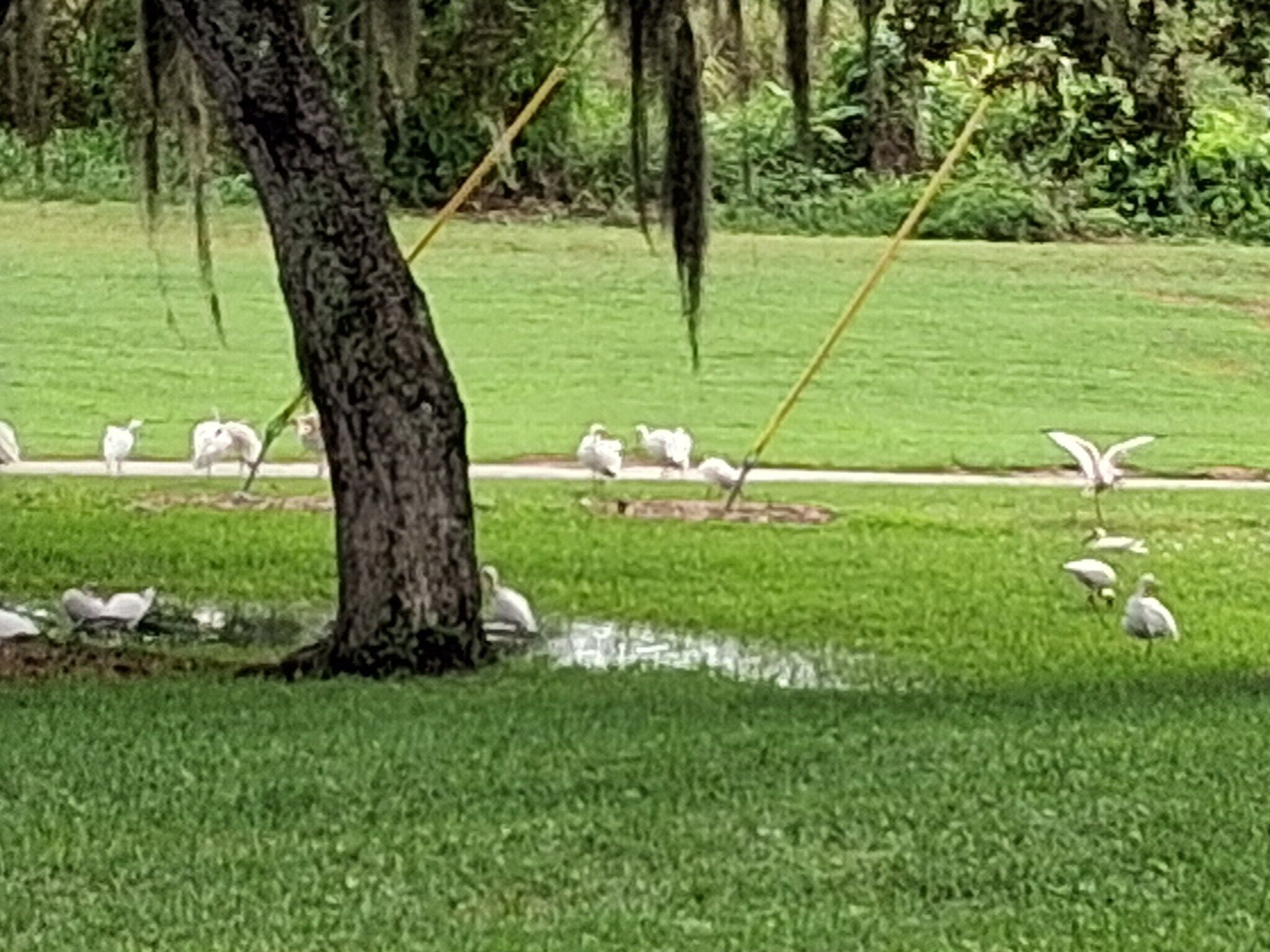 Building Photo - 7 Vista Gardens Trl