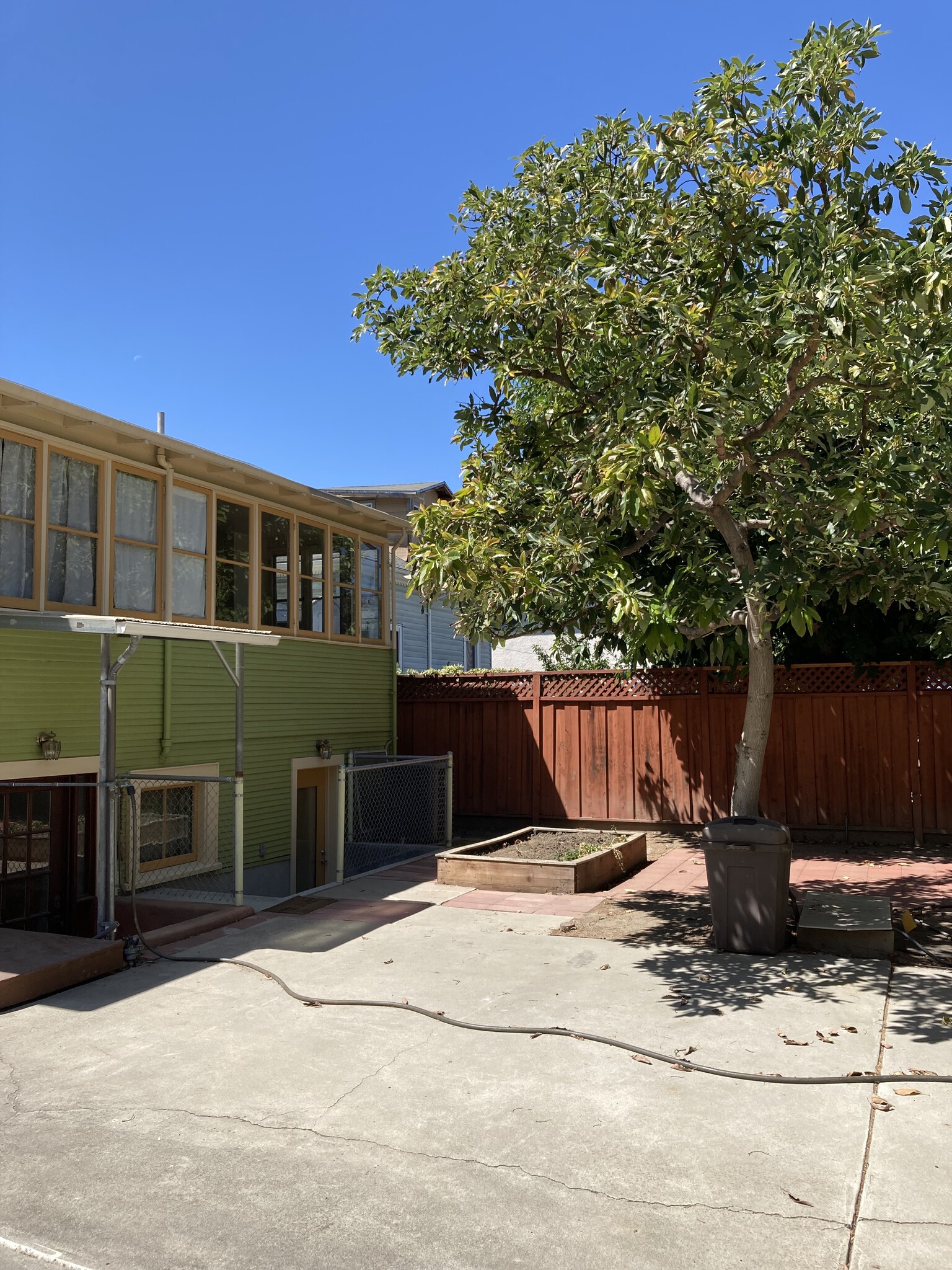 Backyard, avocado tree - 264 N 13th St