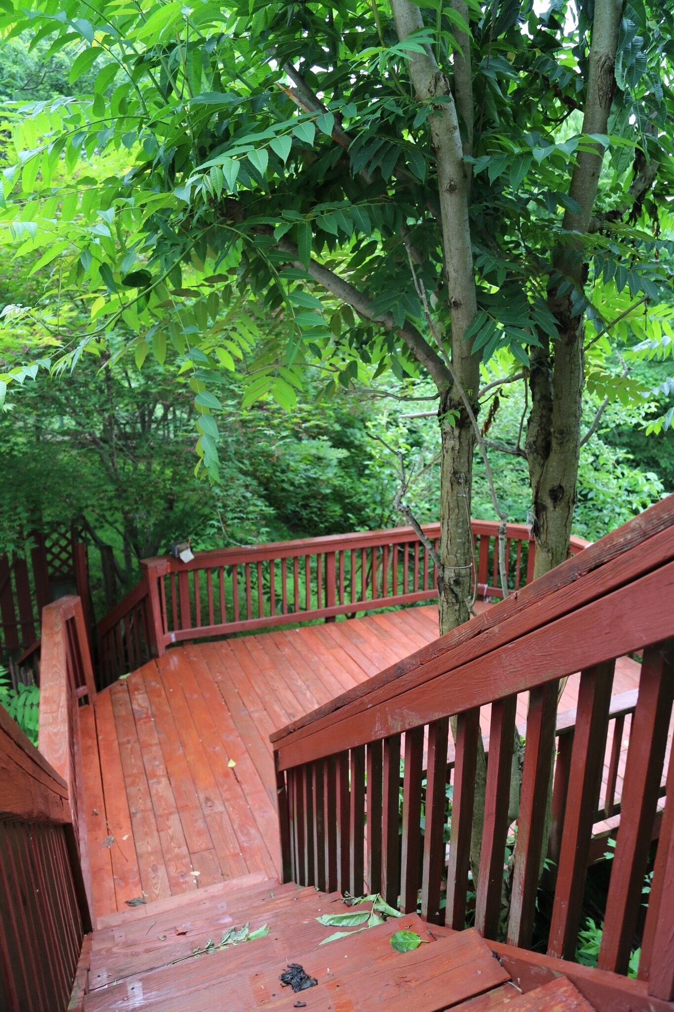 Deck - 12945 Pinecrest road