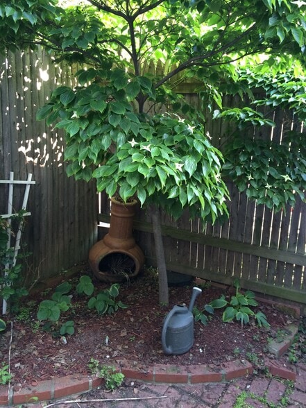 Private garden - 1818 S St NW