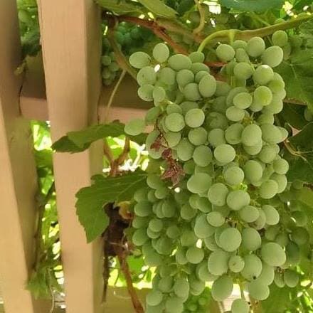 Green table grapes - 730 East 2780 North