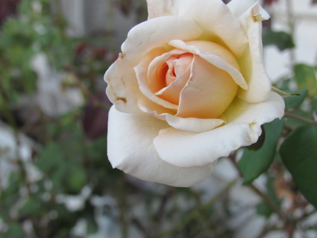 Garden Rose - 6078 W 18th St