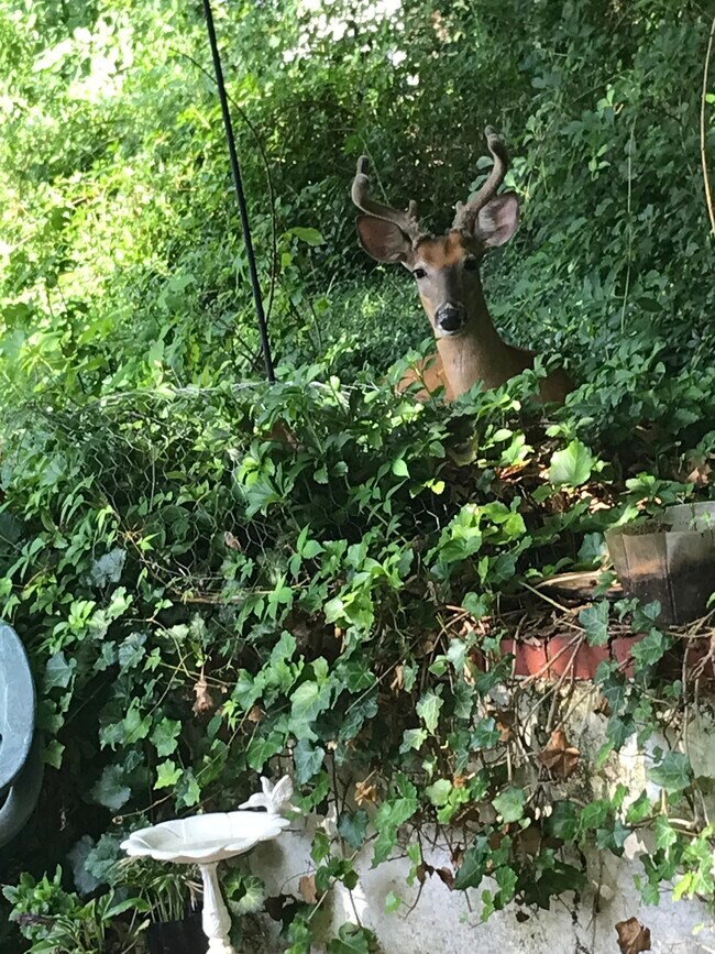 Deer visiting in backyard - 1043 Allston Rd