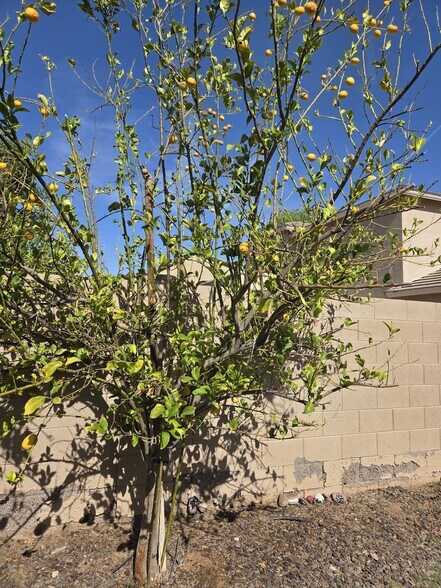 Building Photo - 3354 E Grand Canyon Dr