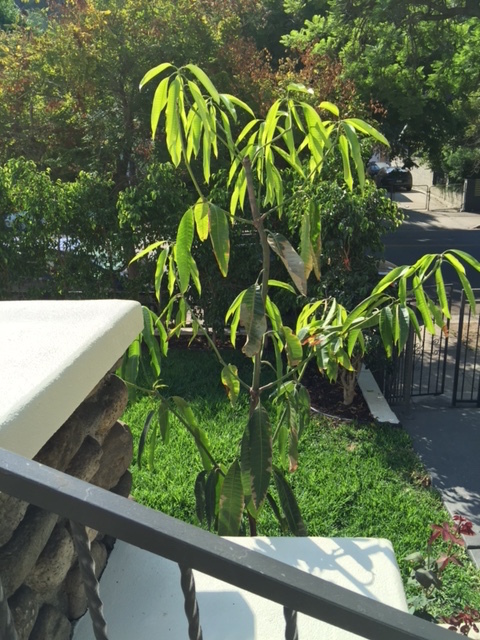 Organic Mango tree - 1885 Echo Park Ave