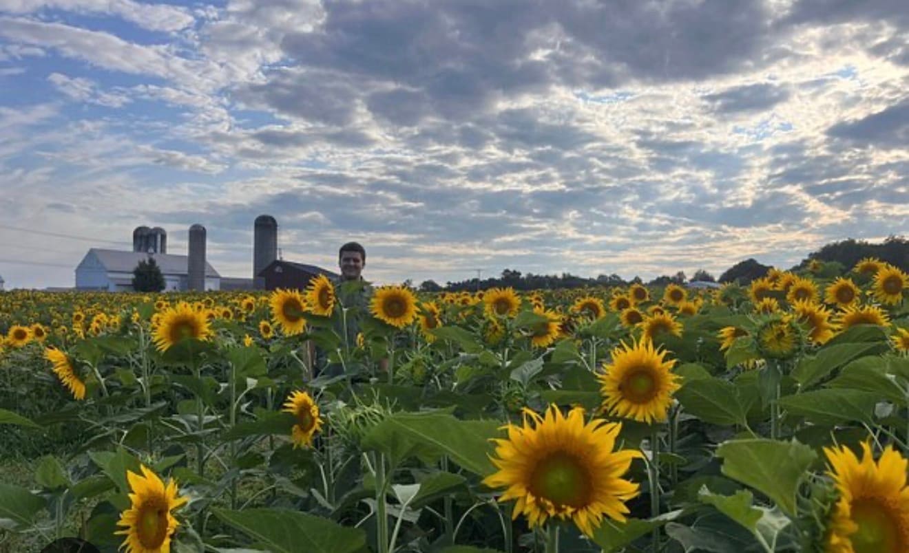 Honey Brook Sunflower field - 4840 Horseshoe Pike