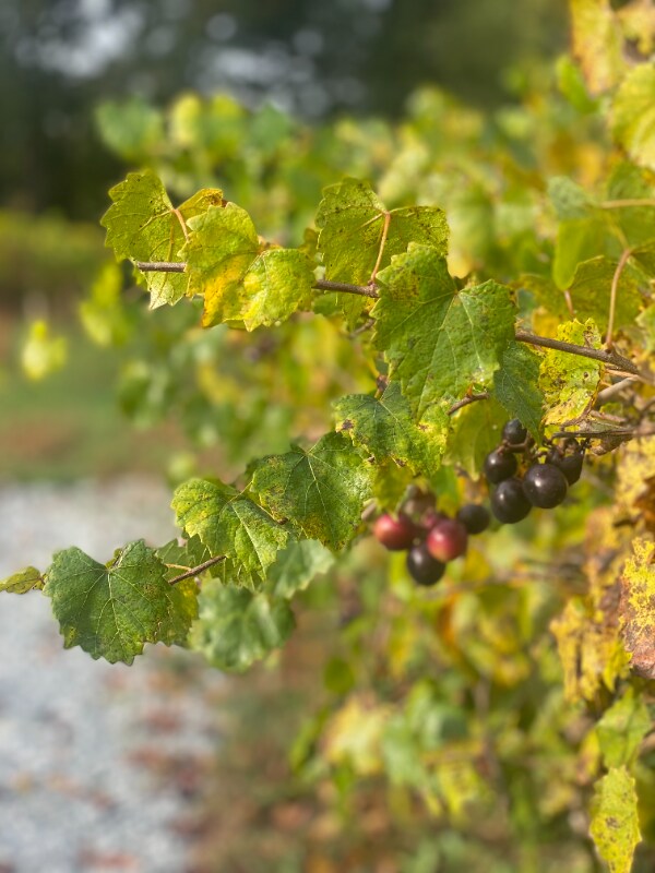 Building Photo - 1 Tiny Home Cir