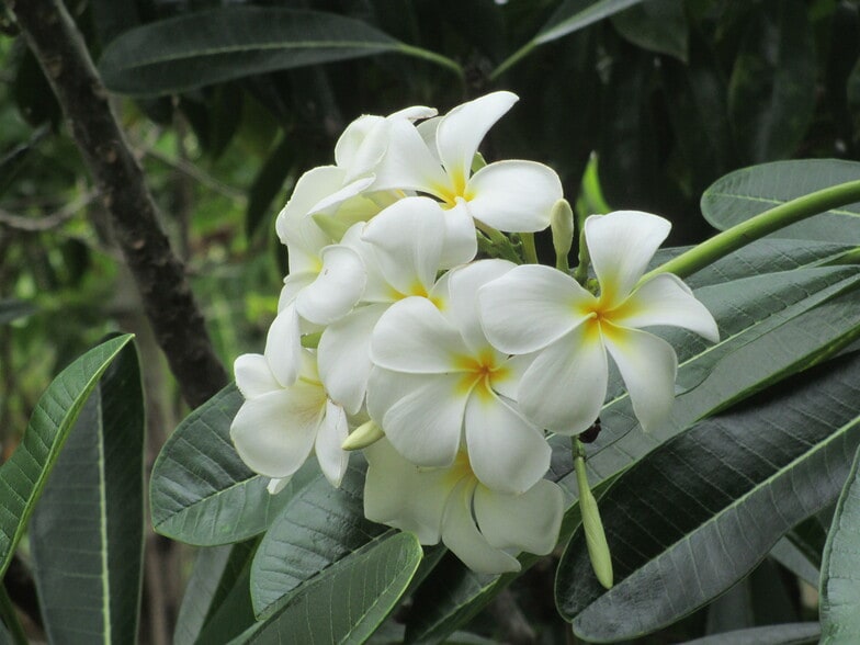 Building Photo - 87 Mamalahoa Hwy