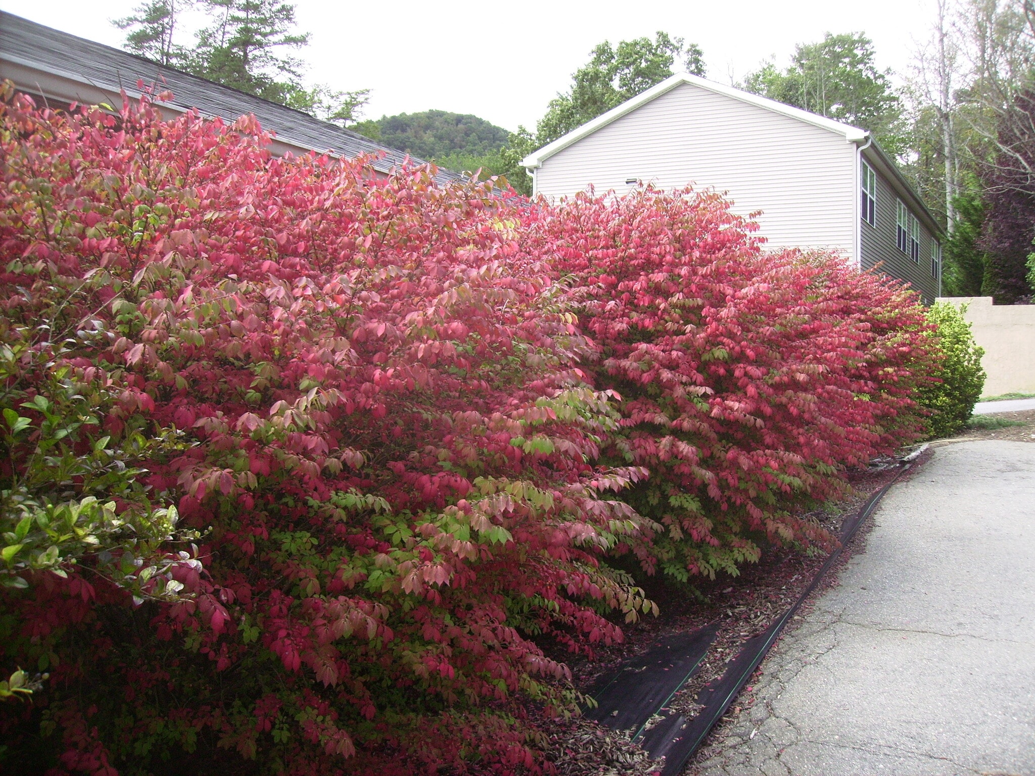 Burning Bushes - 22 Independence Blvd