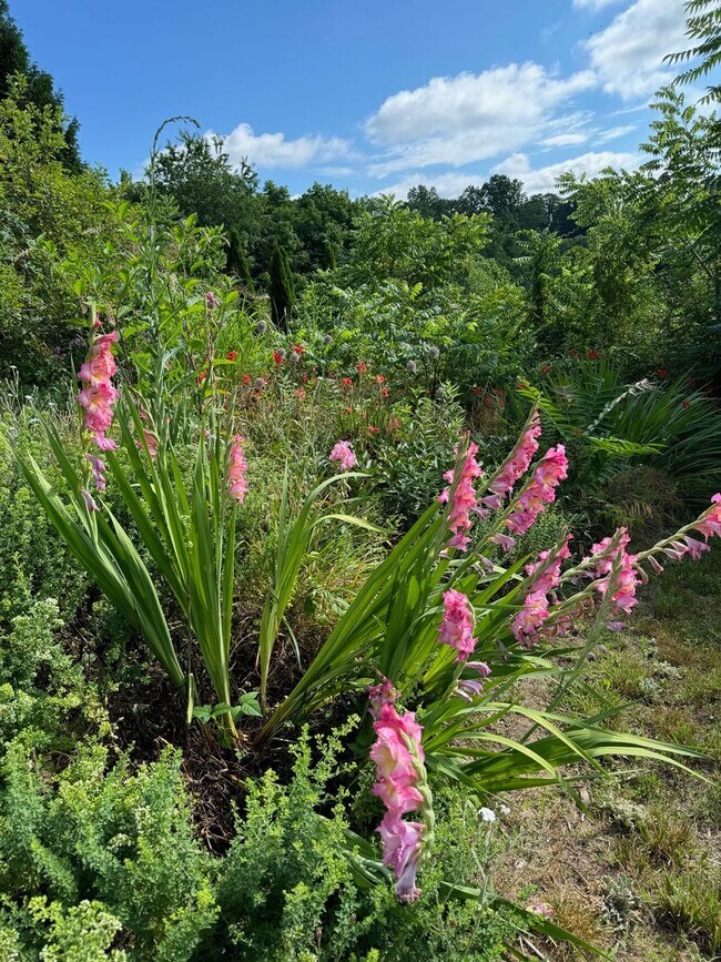 Building Photo - West AVL  - Mountain Views, Garden Space, Beautiful Yard!