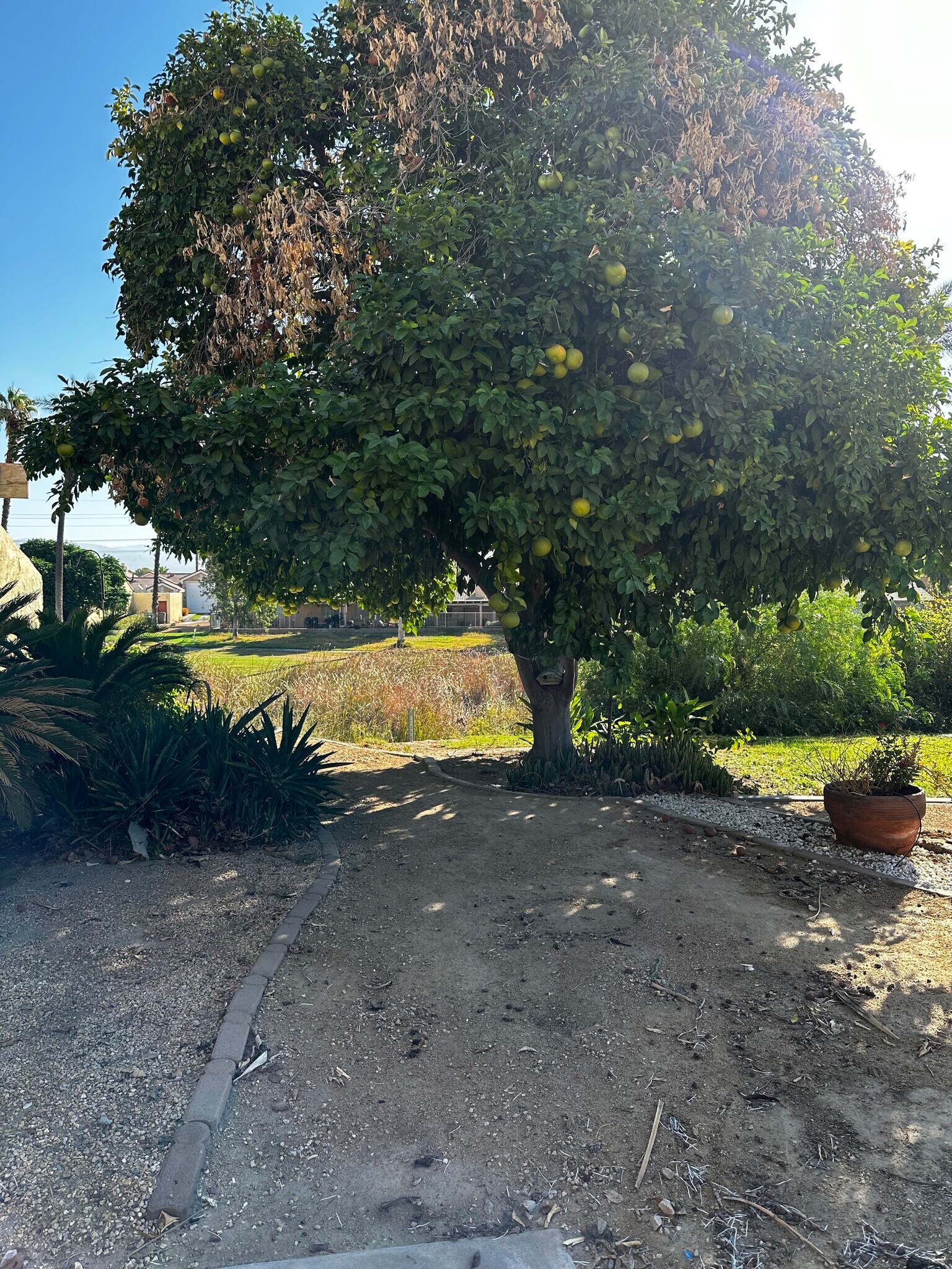 Grapefruit trees near house - 49174 Wayne St