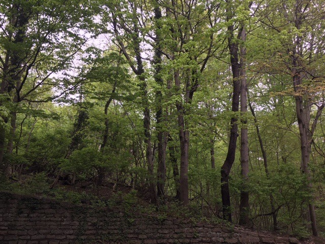 Woody Surroundings - 3581 Amberacres Dr