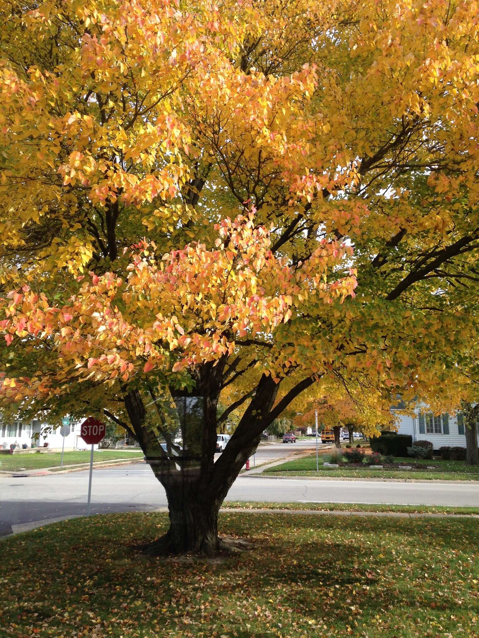 Building Photo - 108 S Maple Ave
