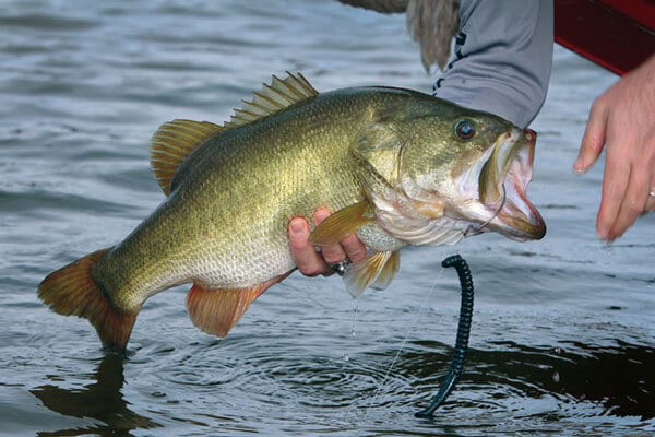 world class bass fishing - 125 S 8th St