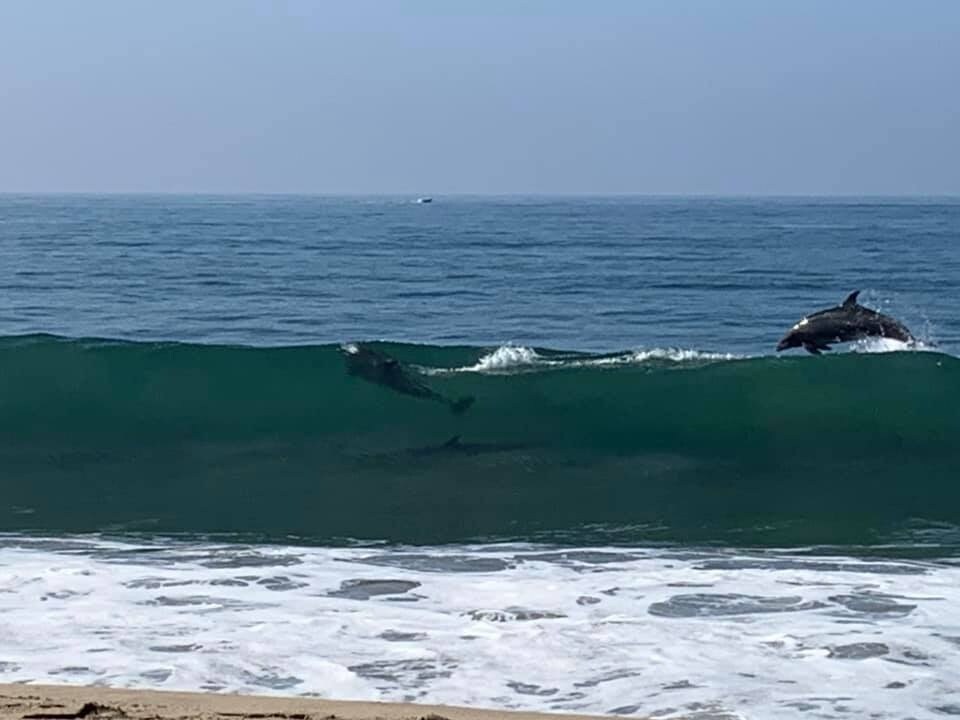 Dolphins are frequently sighted! - 7301 Vista del Mar