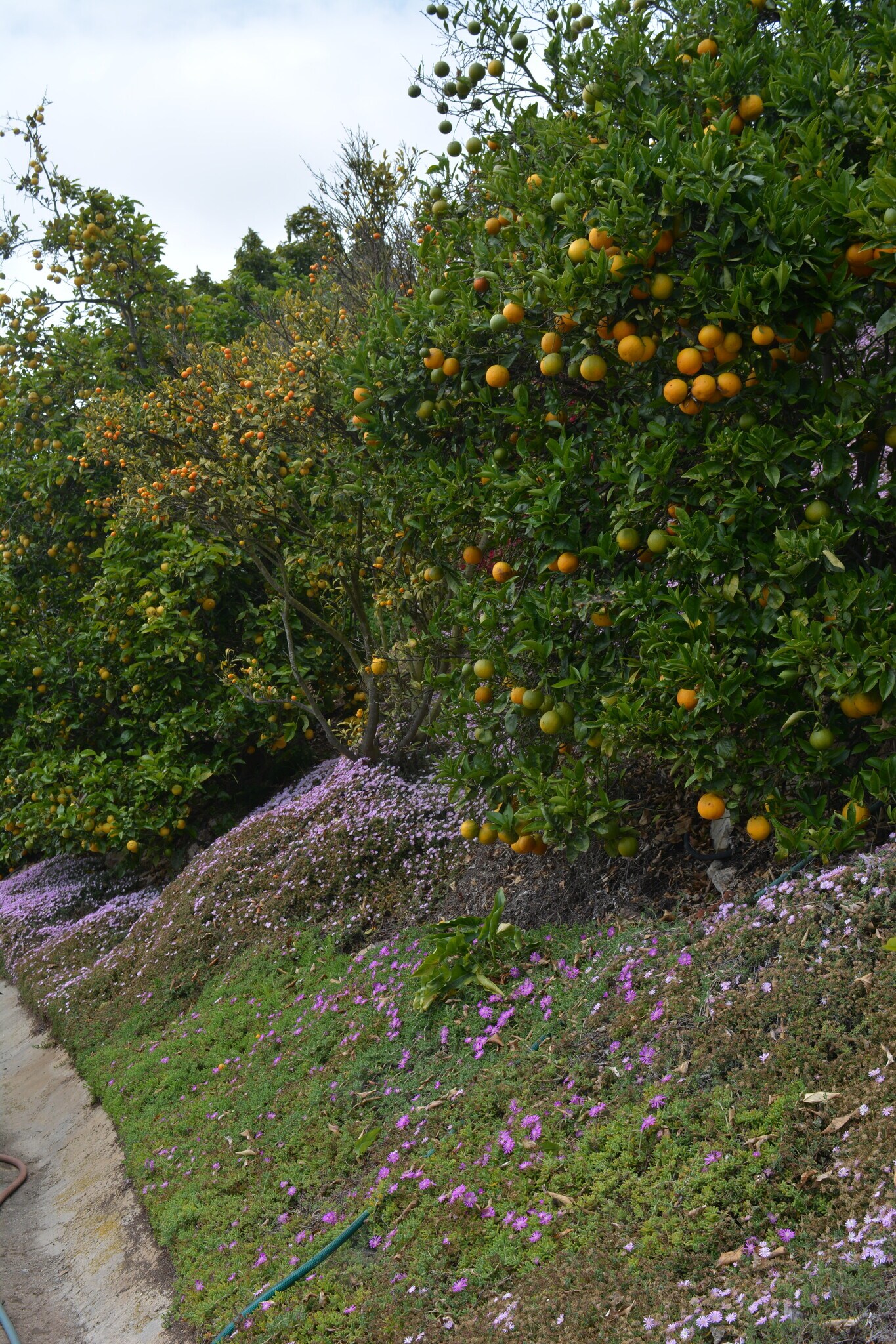 Building Photo - 32415 Aqua Vista Dr