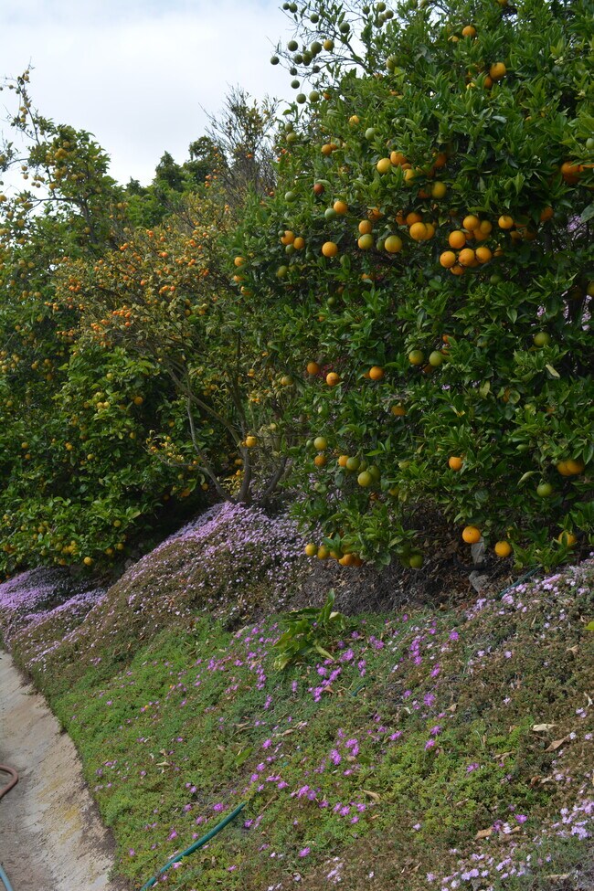 Building Photo - 32415 Aqua Vista Dr