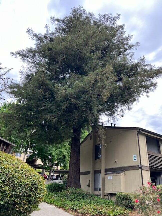 Building Photo - Beautifully remodeled 1 bedroom & 1 bath unit near Six Flags in Vallejo