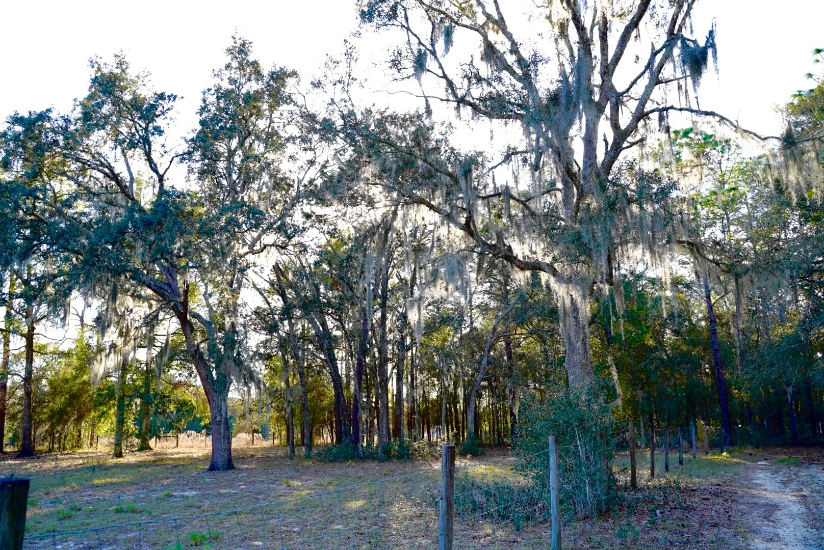 Building Photo - 29205 Saddle Oaks Ln