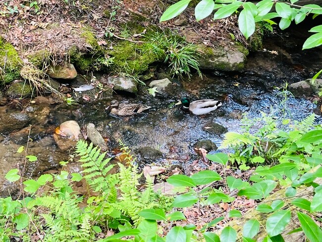 Building Photo - 709 Pineapple Pointe