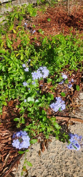 Blooming flowers - 2620 Moody Ave