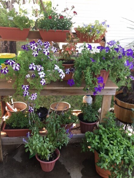 Tenants Welcome to Plant Flowers on Community Patio - 7626 W Opohonga Ln