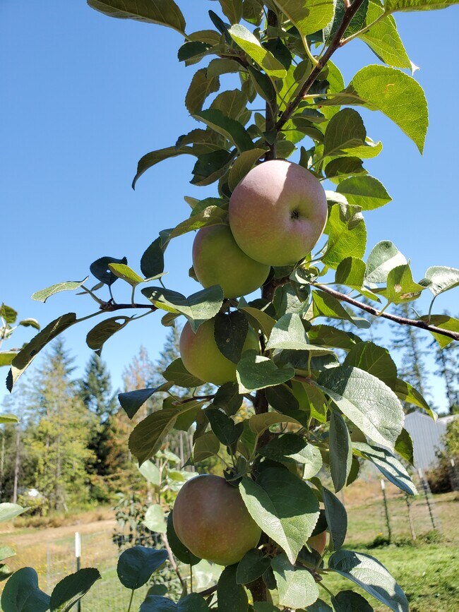 Every tree bears fruit and are fertilized semi-annually. - 11839 Glenwood Rd