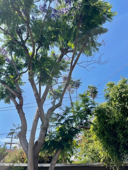 Jacaranda Tree - 4210 La Salle Ave