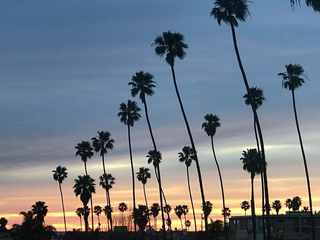 Redondo Beach Palms - 513 N Juanita Ave