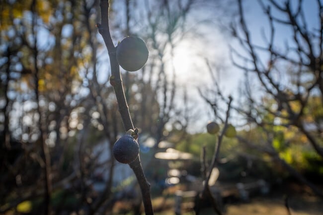 Fig Trees - 4698 Garrett Dr SW