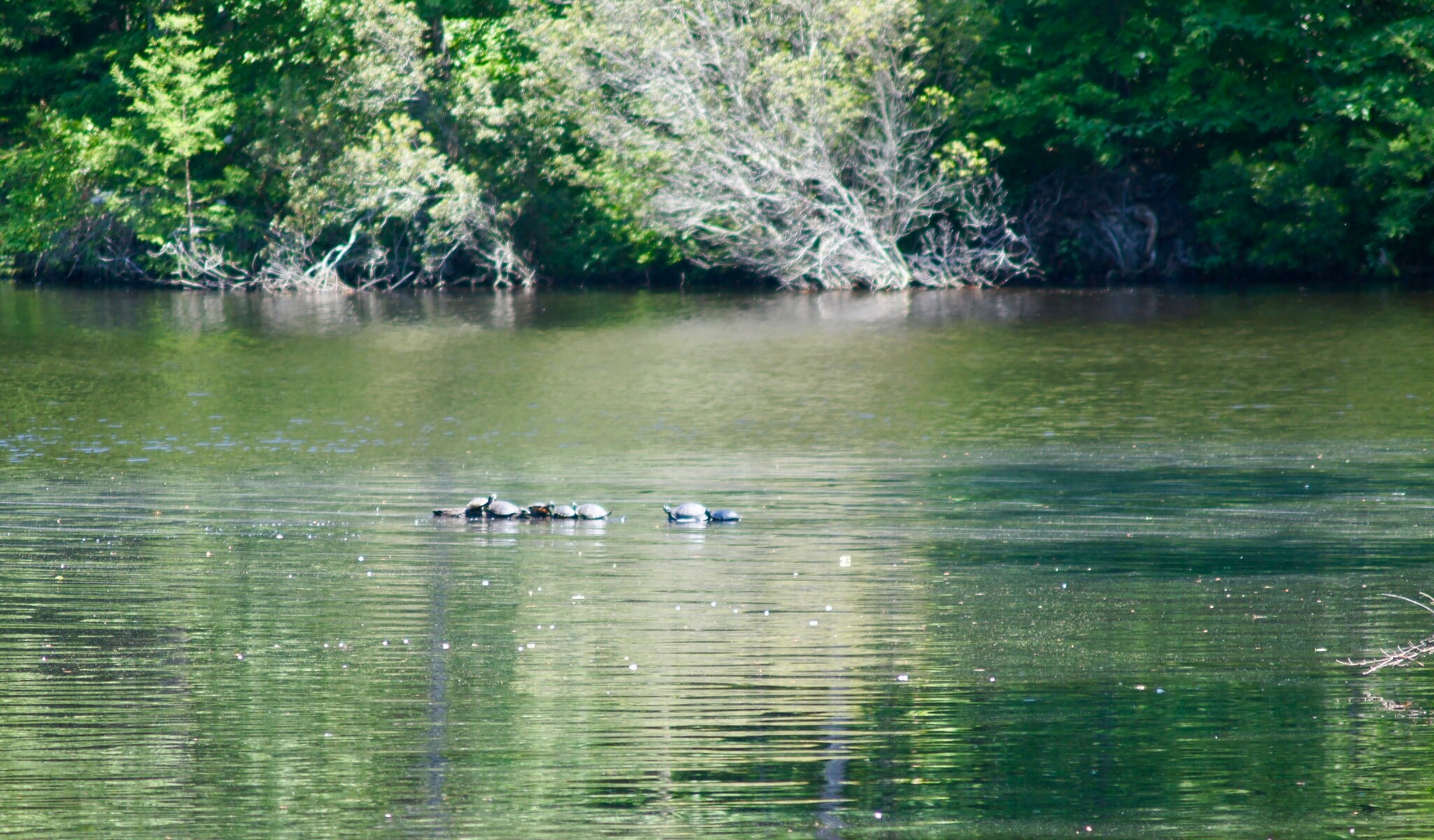 Wildlife - 21560 Quaker Rd